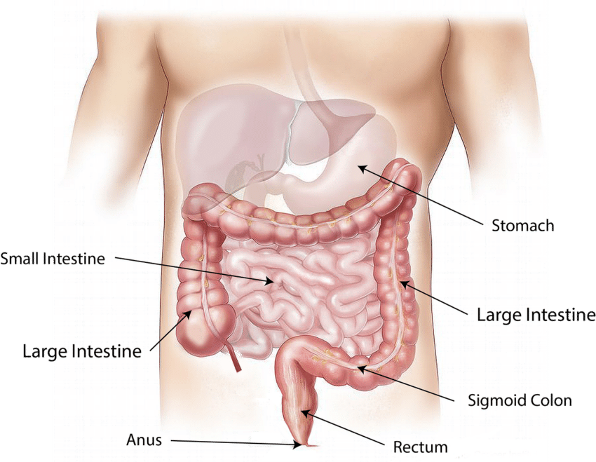 gastro-entérologie